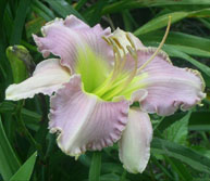 Seedling 716